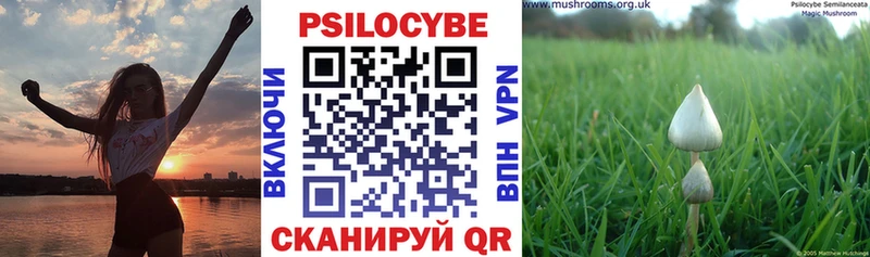 блэк спрут вход  Юрьевец  Галлюциногенные грибы Psilocybe 